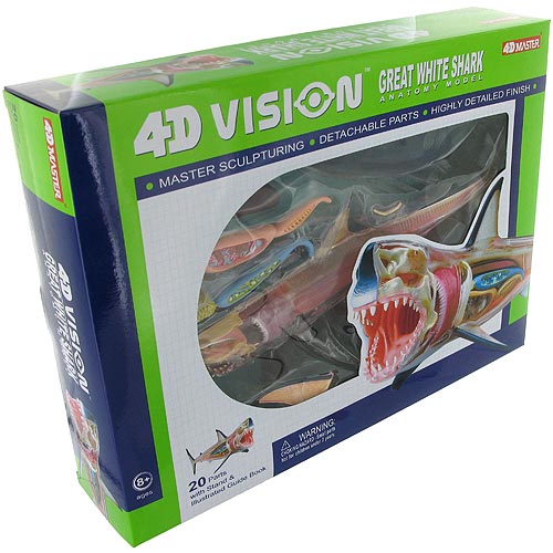 4D Great White Shark Anatomy Model - Image two