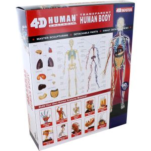 4D Transparent Human Body Anatomy Model Kit - 60 parts Photo 3