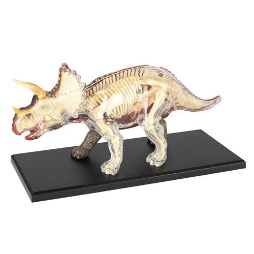 4D Vision Triceratops Anatomy Model - Image three