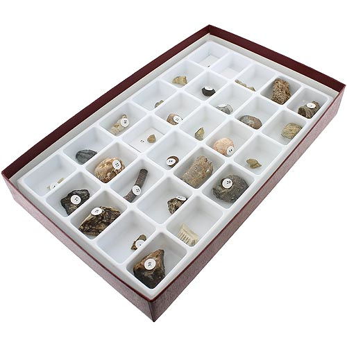 Advanced Fossil Collection - Image one