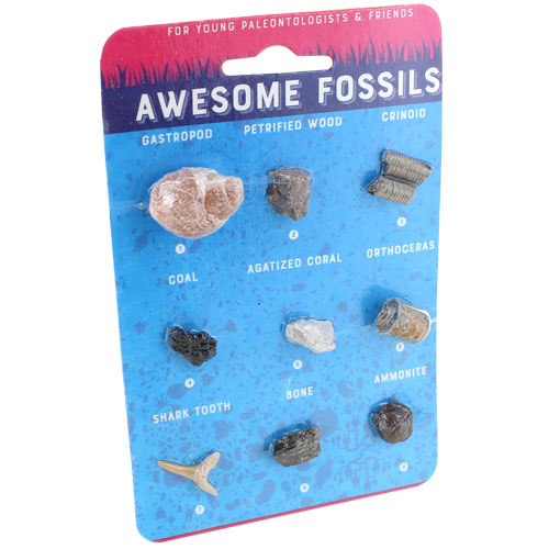 Awesome Fossils Collection - 9 Real Fossils - Image one