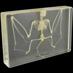 Photo of the Bat Skeleton Specimen