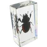 Blackish Stag Beetle.