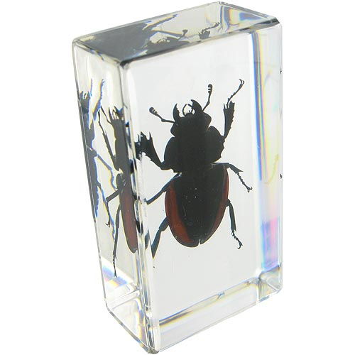 Blackish Stag Beetle - Image one