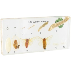 Photo of the Deluxe Life Cycle of Silkworm