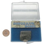 Photo of the: The Real Dinosaur Bone Fossil