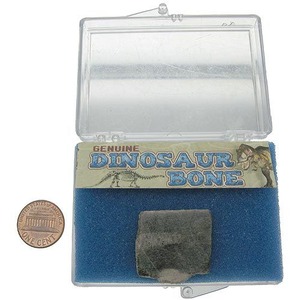 Photo of the The Real Dinosaur Bone Fossil