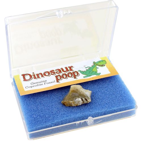 Dinosaur Poop Natural Educational Box photo 2