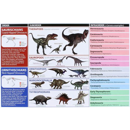 Dinosaurs Reference Cards - 10 pack photo 3