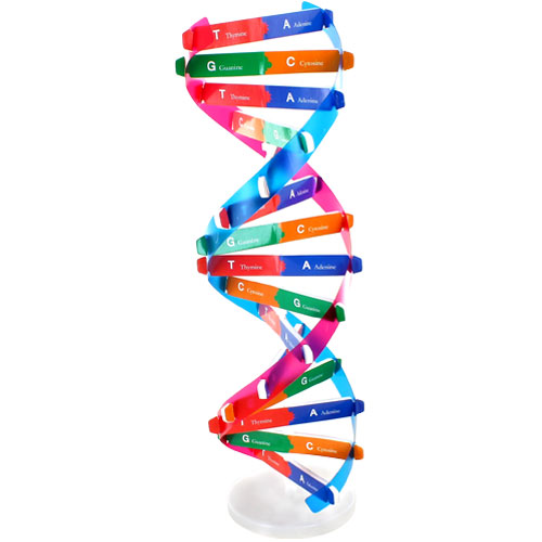 DIY DNA Model | xUmp