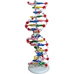 Photo of the: Large DNA Model - Classroom Demo