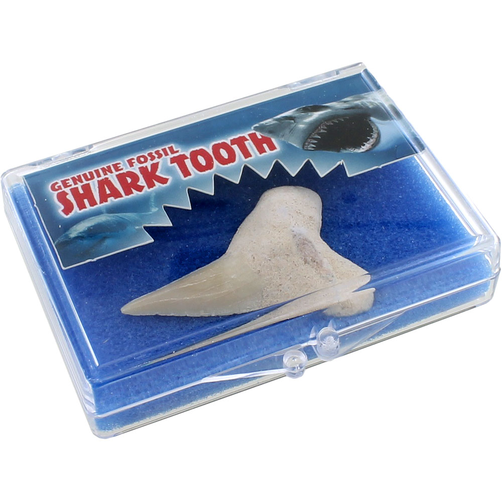 Genuine Shark Tooth Fossil Educational Box - Image one