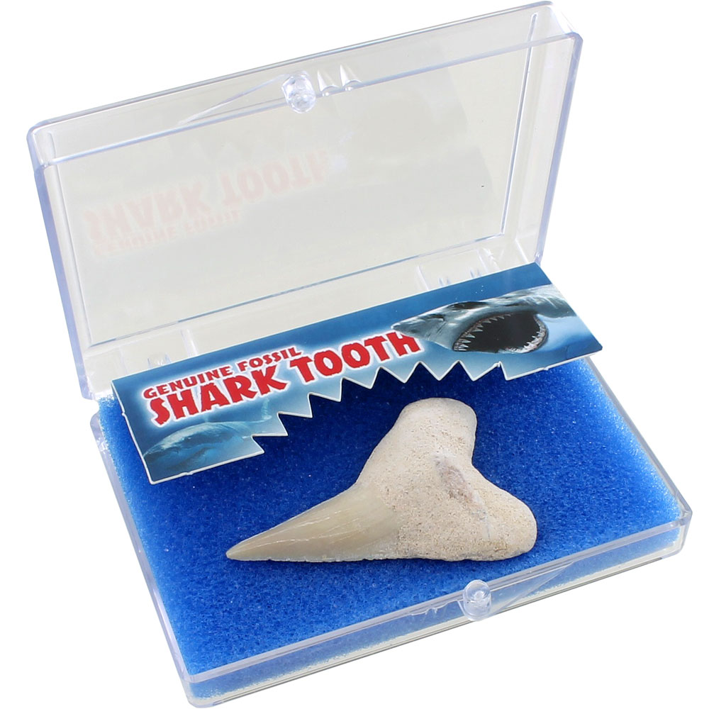 Genuine Shark Tooth Fossil Educational Box - Image two