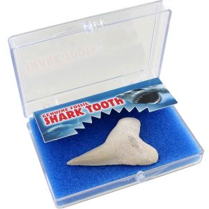 Genuine Shark Tooth Fossil Educational Box Photo 2