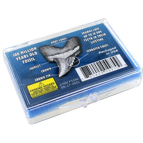 Genuine Shark Tooth Fossil Educational Box | xUmp