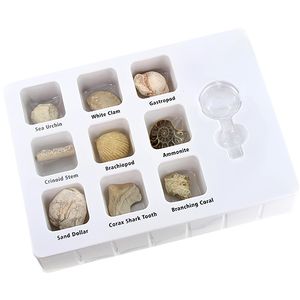 GeoCentral Fossils Science Kit Photo 2