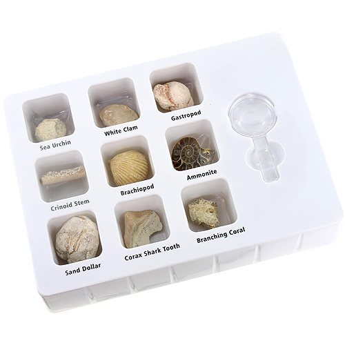 GeoCentral Fossils Science Kit - Image two