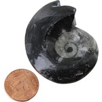 Photo of the: Goniatite - 2 inch Real Fossil