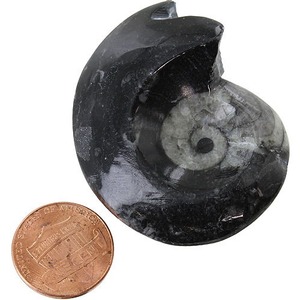Goniatite - 2 inch Real Fossil Photo 1