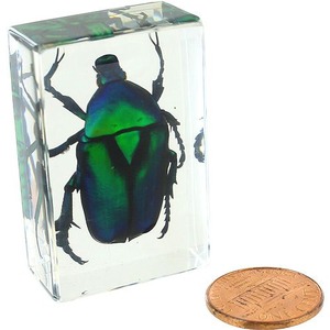 Green Rose Chafer Beetle - Small Specimen Photo 1