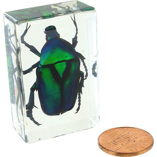 Green Rose Chafer Beetle - Small Specimen - Image one