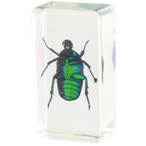 Green Rose Chafer Specimen in Acrylic Block - Image One
