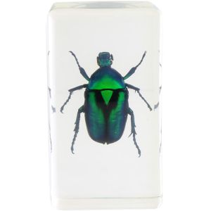 Green Rose Chafer Specimen in Acrylic Block Photo 2