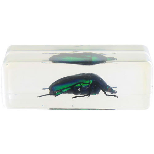 Green Rose Chafer Specimen in Acrylic Block - Image three