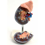 Human Kidney Anatomy Model.