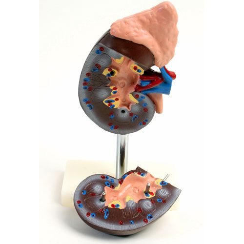 Human Kidney Anatomy Model - Image one