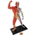 4D Human Muscle and Skeleton Model.