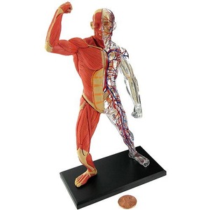 4D Human Muscle and Skeleton Model Photo 1