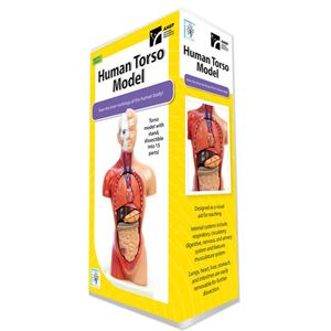 Human Torso Model with 15 Removable Parts - 10 inch tall Photo 2