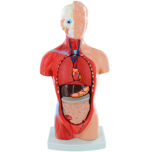 Human Torso Model with 15 Removable Parts - 10 inch tall - Image one