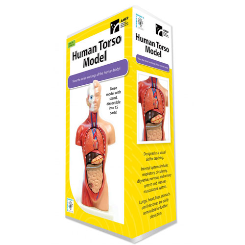 Human Torso Model with 15 Removable Parts - 10 inch tall - Image two