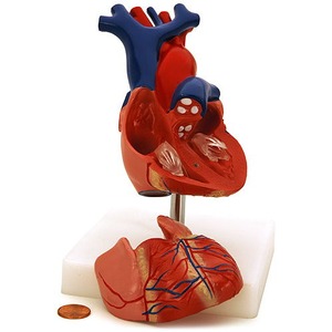 Photo of the Life-Size Human Heart Model