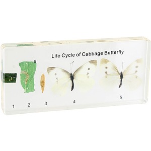 Life Cycle of Cabbage Butterfly - Real Specimen Photo 1