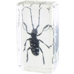 Photo of the: Long-horned Beetle Specimen in Acrylic Block