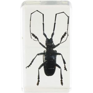 Long-horned Beetle Specimen in Acrylic Block Photo 2