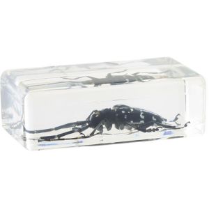 Long-horned Beetle Specimen in Acrylic Block Photo 3