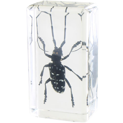 Long-horned Beetle Specimen in Acrylic Block - Image one