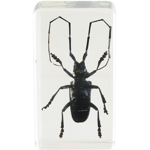 Long-horned Beetle Specimen in Acrylic Block - Image two
