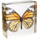 Common Tiger Butterfly Specimen in Acrylic Block.