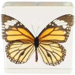 Common Tiger Butterfly Specimen in Acrylic Block Photo 2