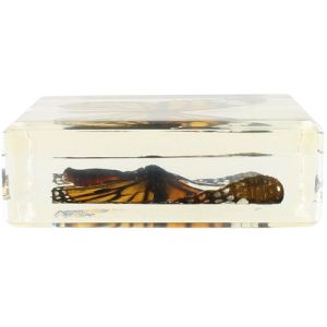 Common Tiger Butterfly Specimen in Acrylic Block Photo 3