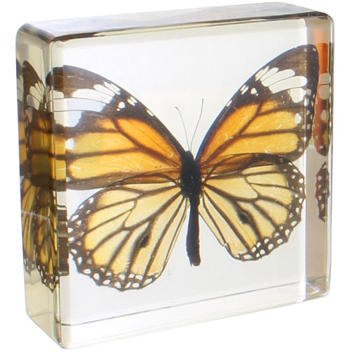 Common Tiger Butterfly Specimen in Acrylic Block - Image one