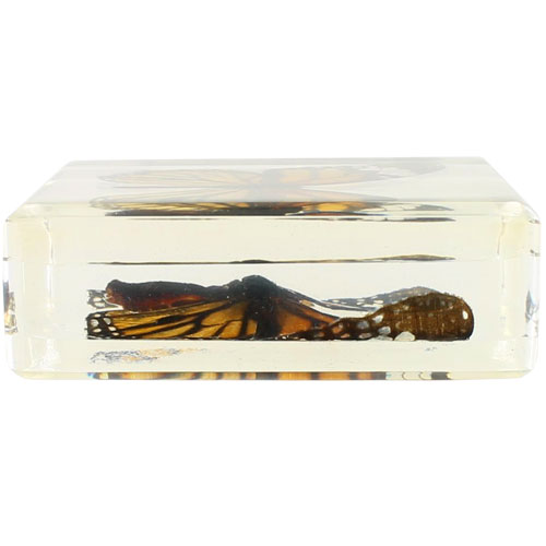 Common Tiger Butterfly Specimen in Acrylic Block - Image three