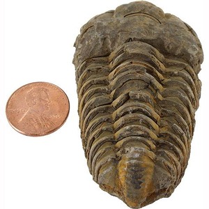 Photo of the Calymine Trilobite Fossil