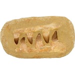 Photo of the: Mosasaur Teeth Composition