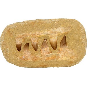 Photo of the Mosasaur Teeth Composition